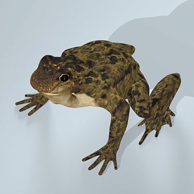 3d frog skeleton - Frog Skeleton by 3d_Wanderer