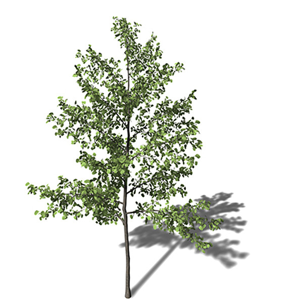 xfrogplants ginkgo tree 3d model - XfrogPlants Ginkgo by xfrog