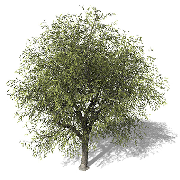 3d xfrogplants white willow tree - XfrogPlants White Willow by xfrog
