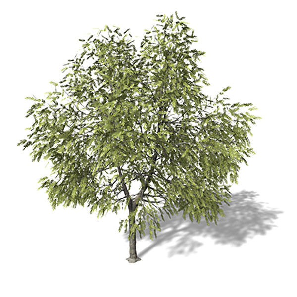 3d xfrogplants white willow tree - XfrogPlants White Willow by xfrog