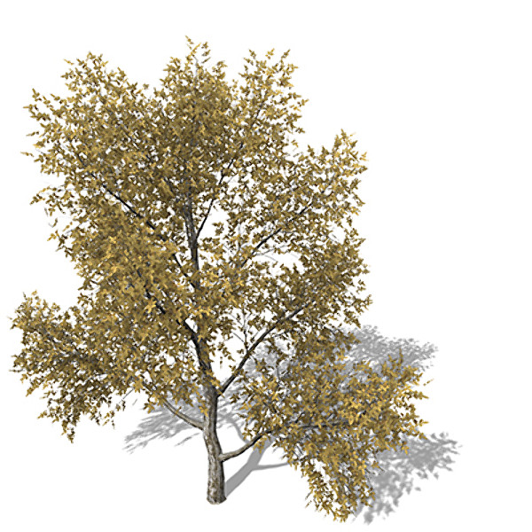 3d xfrogplants autumn european walnut model - XfrogPlants Autumn European Walnut by xfrog