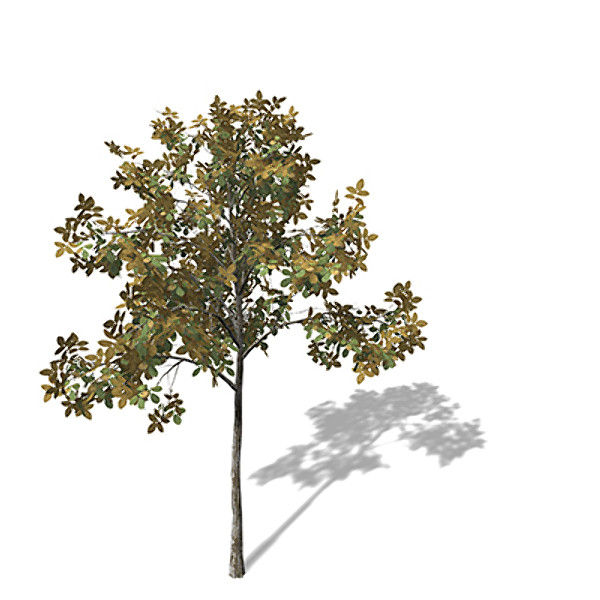 3d xfrogplants autumn european walnut model - XfrogPlants Autumn European Walnut by xfrog