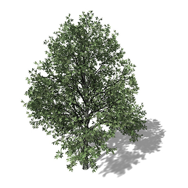 c4d xfrogplants shagbark hickory tree - XfrogPlants Shagbark Hickory by xfrog