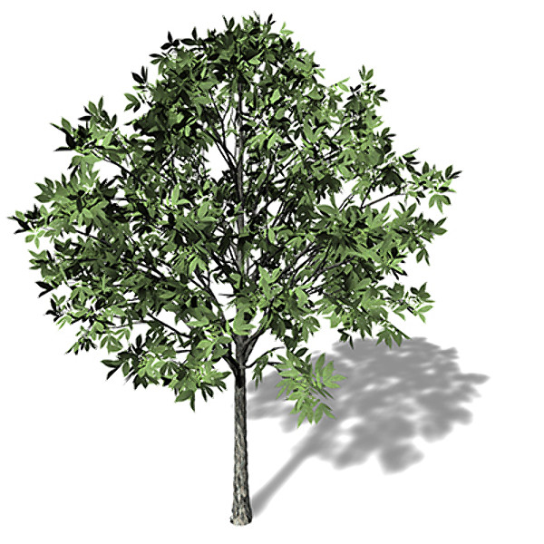 c4d xfrogplants shagbark hickory tree - XfrogPlants Shagbark Hickory by xfrog