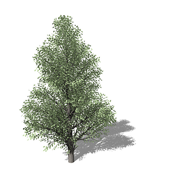 max xfrogplants holly tree - XfrogPlants Holly by xfrog