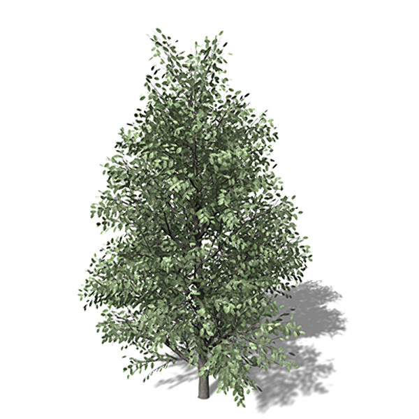 max xfrogplants holly tree - XfrogPlants Holly by xfrog