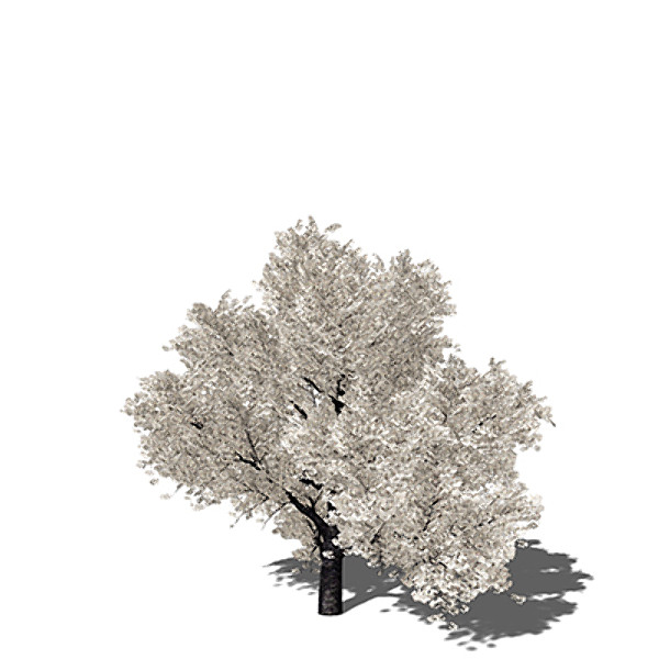 3d xfrogplants yoshino cherry x - XfrogPlants Yoshino Cherry by xfrog