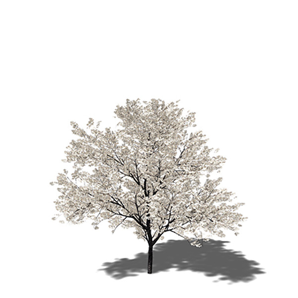 3d xfrogplants yoshino cherry x - XfrogPlants Yoshino Cherry by xfrog