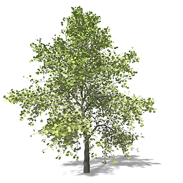 xfrogplants tuliptree tree 3d model - XfrogPlants Tuliptree by xfrog