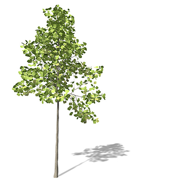 xfrogplants tuliptree tree 3d model - XfrogPlants Tuliptree by xfrog
