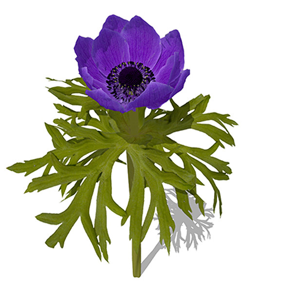 3ds max xfrogplants poppy anemone plant - XfrogPlants Poppy Anemone by xfrog