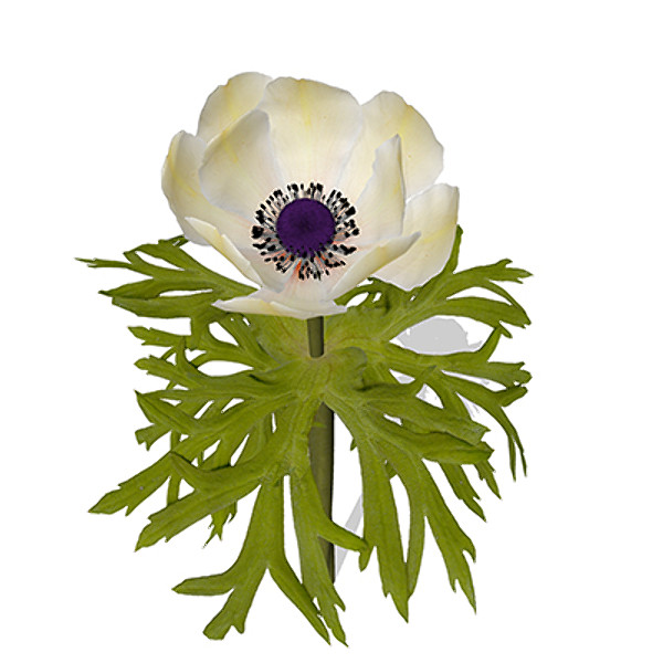 3ds max xfrogplants poppy anemone plant - XfrogPlants Poppy Anemone by xfrog