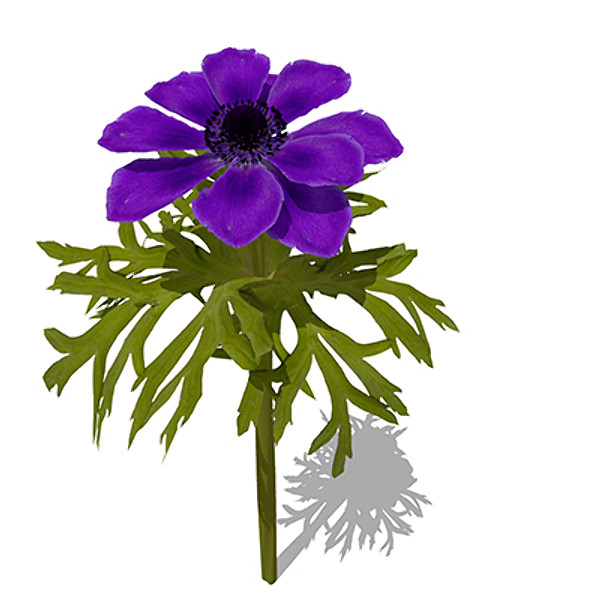 3ds max xfrogplants poppy anemone plant - XfrogPlants Poppy Anemone by xfrog