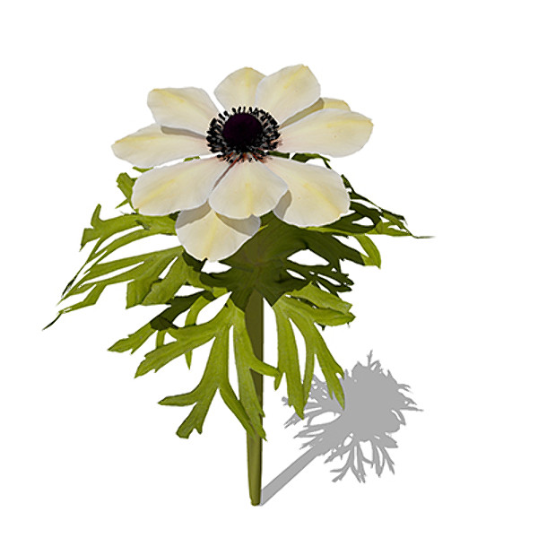 3ds max xfrogplants poppy anemone plant - XfrogPlants Poppy Anemone by xfrog