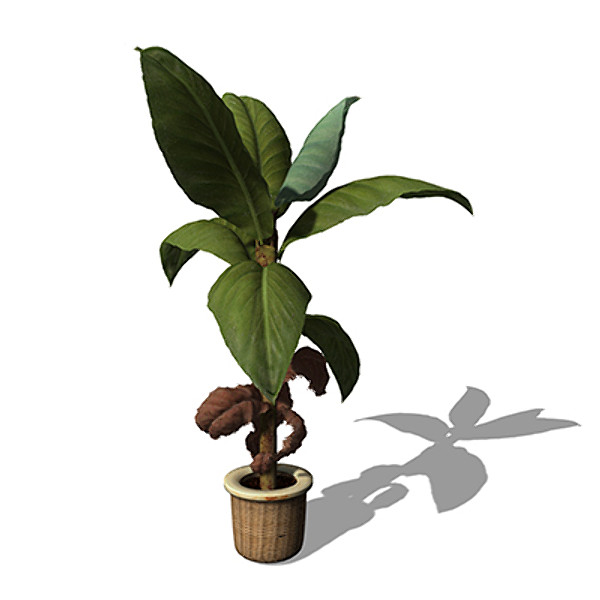 3dsmax xfrogplants banana plant x - XfrogPlants Banana Plant HP by xfrog
