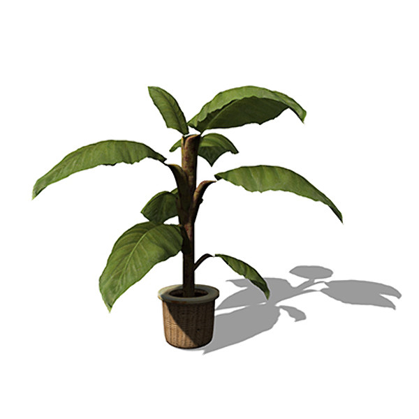 3dsmax xfrogplants banana plant x - XfrogPlants Banana Plant HP by xfrog