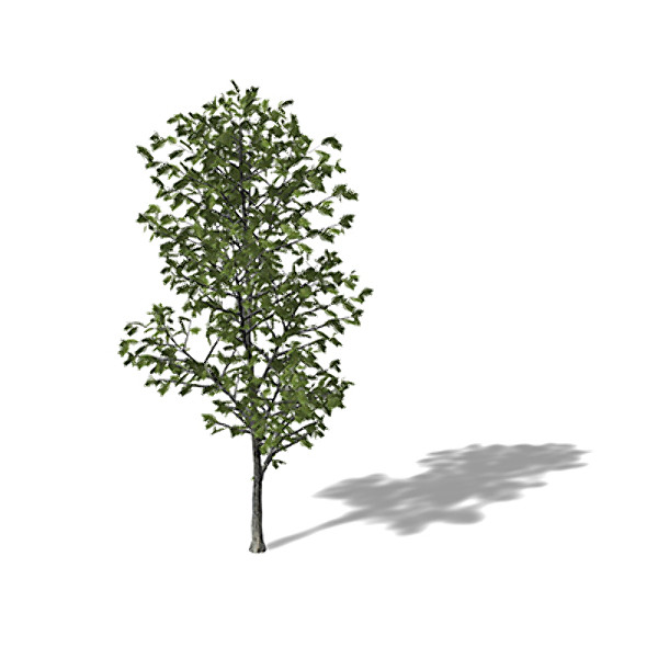 xfrogplants turkey oak tree 3d 3ds - XfrogPlants Turkey Oak by xfrog