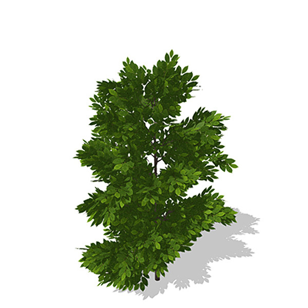 xfrogplants hornbeam tree plant 3d model - XfrogPlants Hornbeam by xfrog