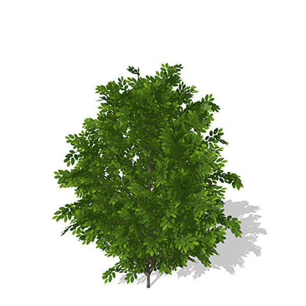 xfrogplants hornbeam tree plant 3d model - XfrogPlants Hornbeam by xfrog