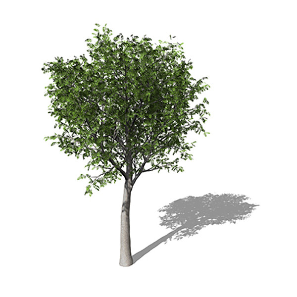 3d model xfrogplants european mountain ash - XfrogPlants European Mountain Ash by xfrog