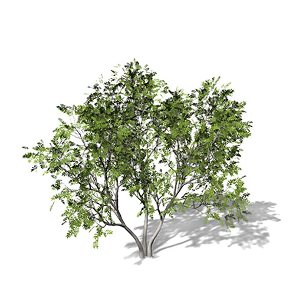 3d model xfrogplants european mountain ash - XfrogPlants European Mountain Ash by xfrog