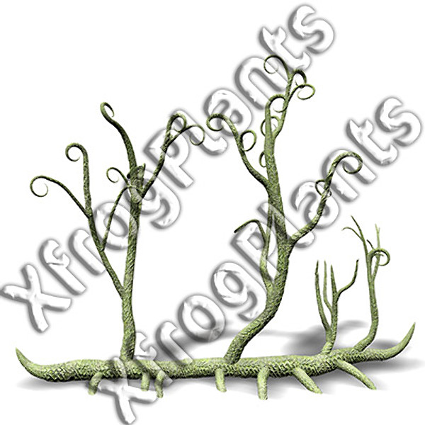 3ds max prehistoric trees plants dvd - XfrogPlants Prehistoric DVD by xfrog