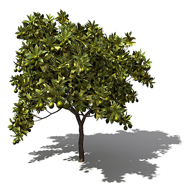 xfrogplants mango tree 3ds - XfrogPlants Mango Tree FR by xfrog
