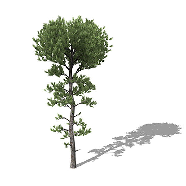 3d xfrogplants sea pine tree model - XfrogPlants Sea Pine by xfrog
