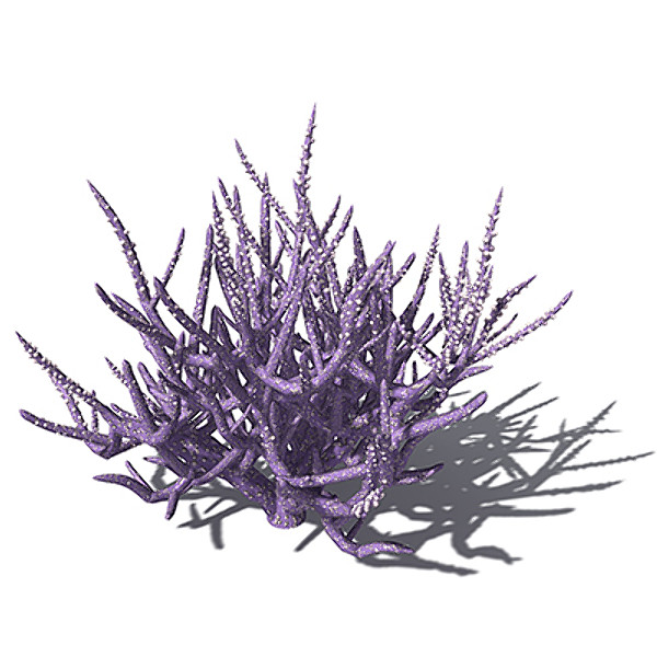 xfrogplants acropora coral plant 3ds - XfrogPlants Low Acropora by xfrog