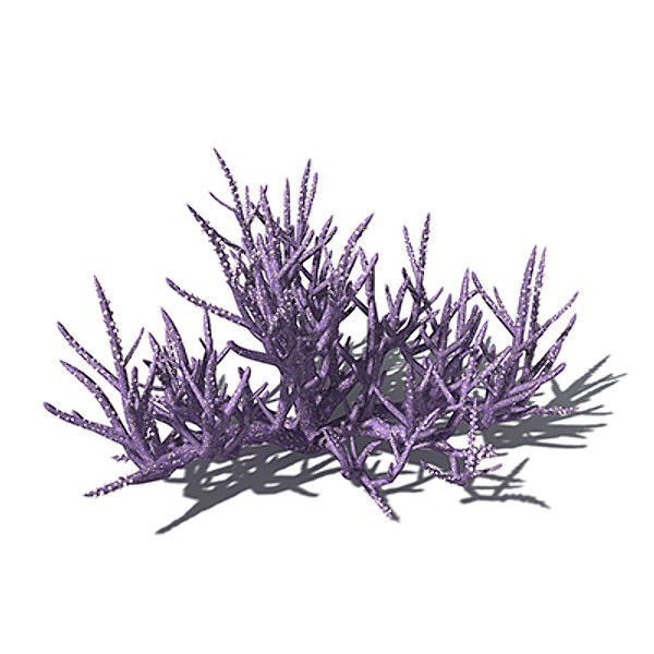xfrogplants acropora coral plant 3ds - XfrogPlants Low Acropora by xfrog