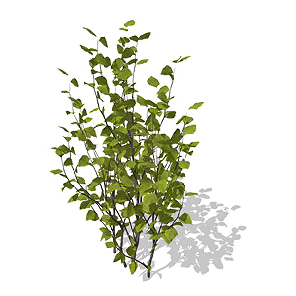 xfrogplants hazel shrub tree plant 3d model - XfrogPlants Hazel by xfrog