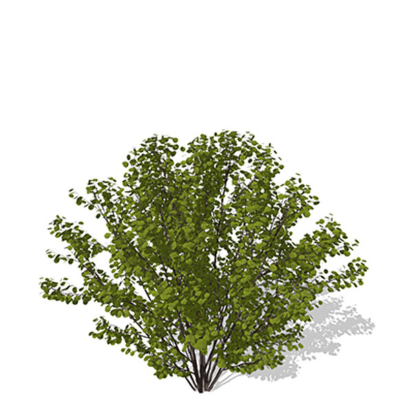 xfrogplants hazel shrub tree plant 3d model - XfrogPlants Hazel by xfrog