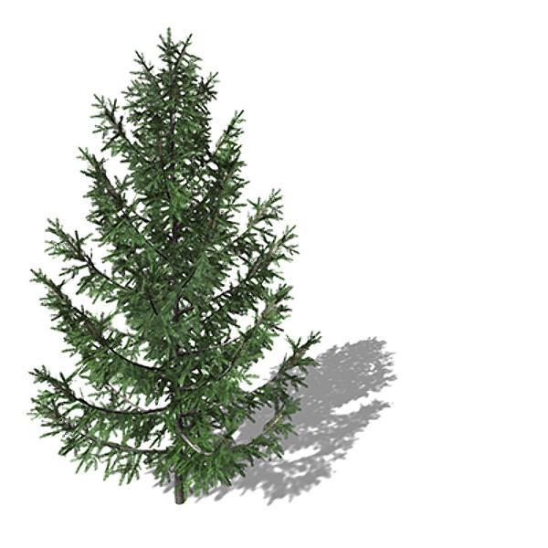 xfrogplants norway spruce tree 3ds - XfrogPlants Norway Spruce by xfrog