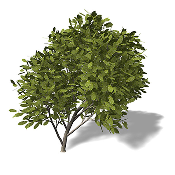 3d model xfrogplants cherry laurel tree - XfrogPlants Cherry Laurel by xfrog