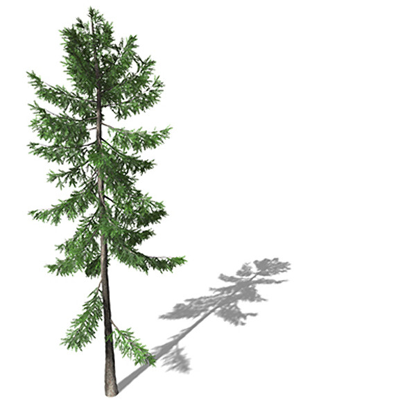 3d xfrogplants norway spruce tree - XfrogPlants Norway Spruce EU by xfrog