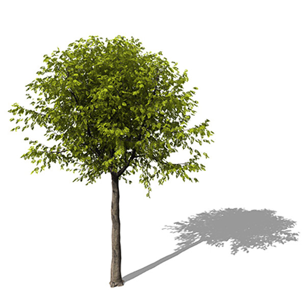 3d model xfrogplants manna ash tree - XfrogPlants Manna Ash by xfrog