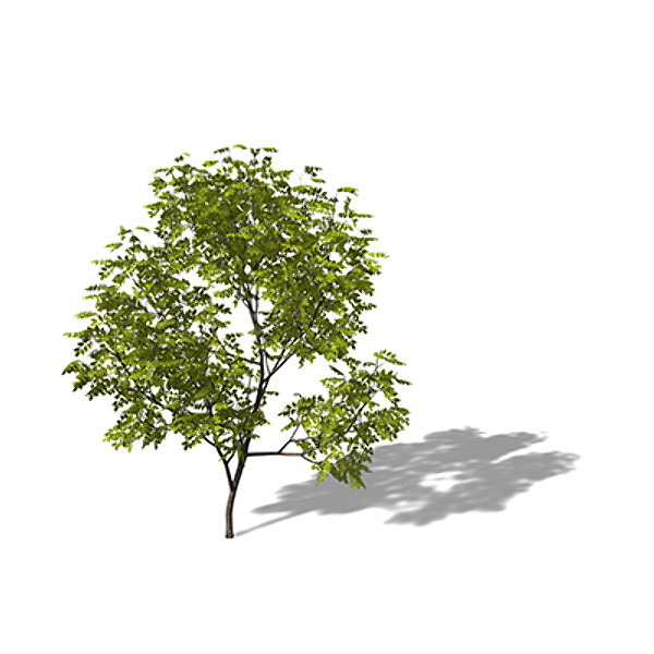 3d model xfrogplants manna ash tree - XfrogPlants Manna Ash by xfrog
