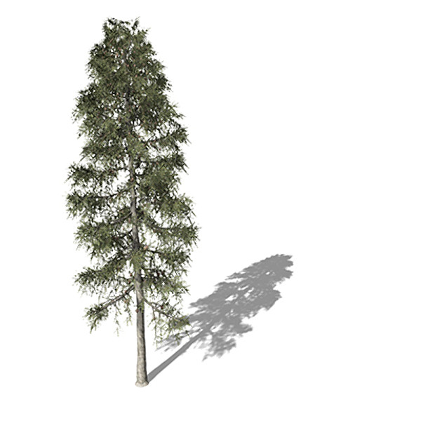 3d xfrogplants black spruce tree model - XfrogPlants Black Spruce by xfrog