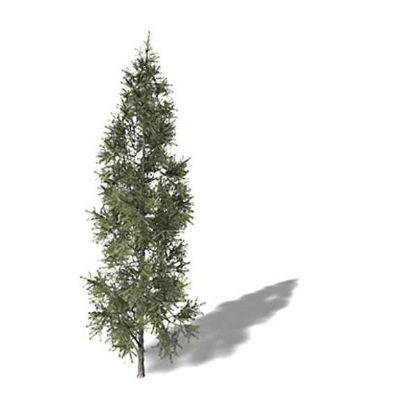 3d xfrogplants black spruce tree model - XfrogPlants Black Spruce by xfrog
