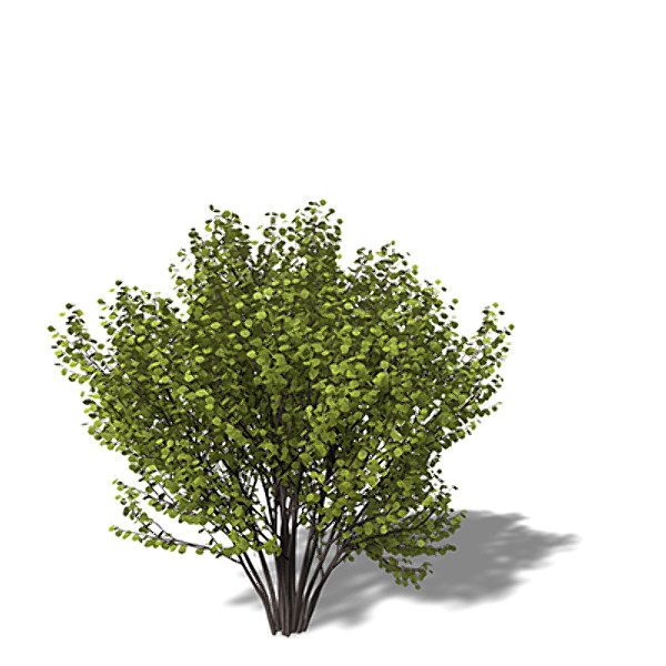 3d xfrogplants hazel shrub model - XfrogPlants Hazel by xfrog