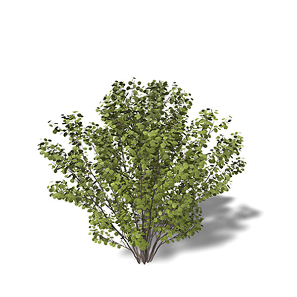 3d xfrogplants hazel shrub model - XfrogPlants Hazel by xfrog