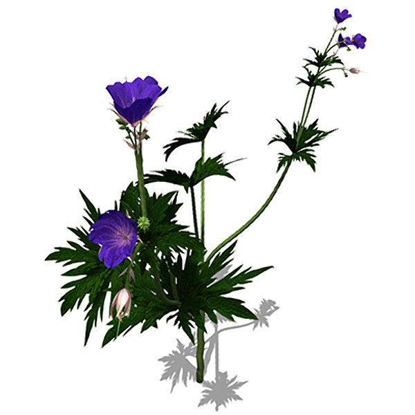 3d xfrogplants meadows cranebill plant model - XfrogPlants Meadows Cranebill by xfrog