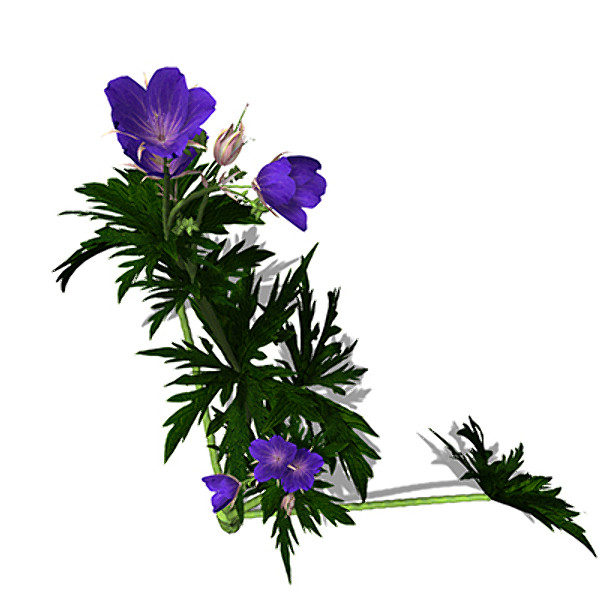 3d xfrogplants meadows cranebill plant model - XfrogPlants Meadows Cranebill by xfrog