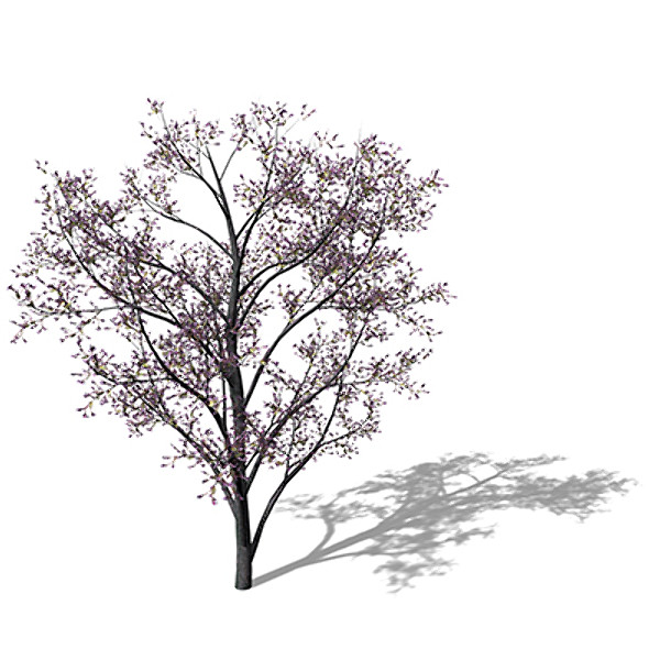 xfrogplants judas tree 3d max - XfrogPlants Judas Tree by xfrog