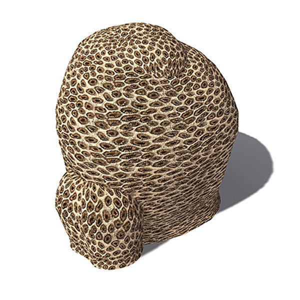 3d model xfrogplants honeycomb coral plant - XfrogPlants Honeycomb Coral by xfrog