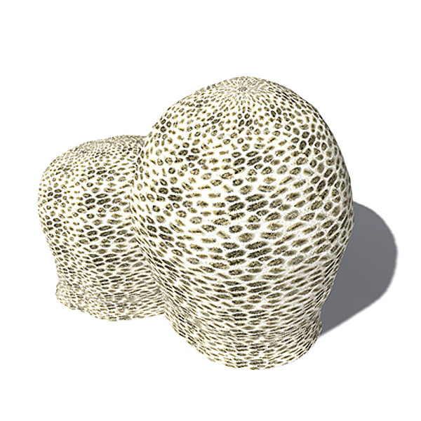 3d model xfrogplants honeycomb coral plant - XfrogPlants Honeycomb Coral by xfrog