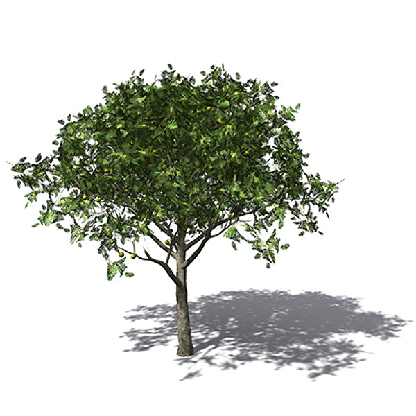 xfrogplants breadfruit tree 3d model - XfrogPlants Breadfruit tree by xfrog