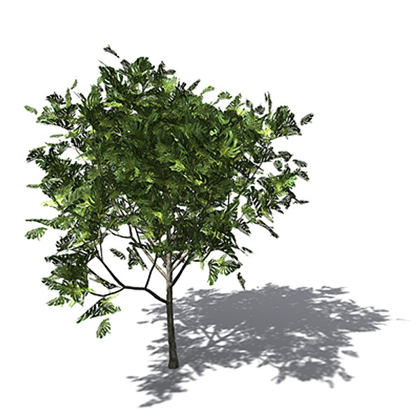 xfrogplants breadfruit tree 3d model - XfrogPlants Breadfruit tree by xfrog