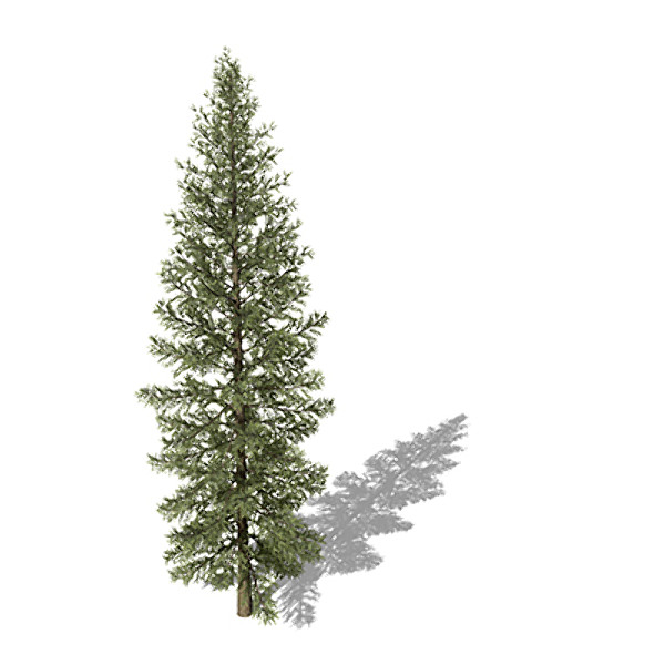 3d model xfrogplants douglas fir tree - XfrogPlants Douglas Fir by xfrog