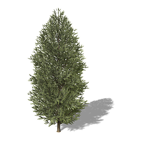 3d model xfrogplants douglas fir tree - XfrogPlants Douglas Fir by xfrog